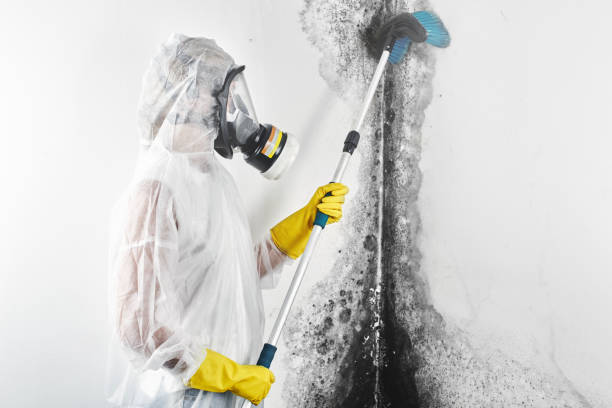 Best Mold Prevention Services  in Grove, OK