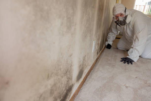 Best Basement Mold Removal  in Grove, OK